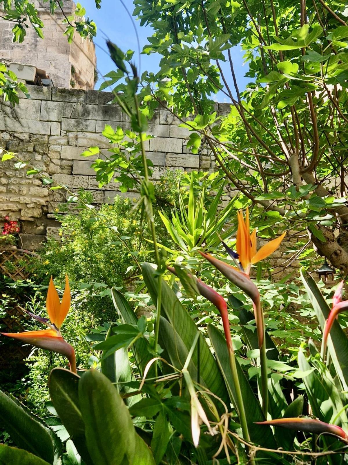 דירות ארל Capucines, Un Jardin Secret Dans Le Centre Historique מראה חיצוני תמונה